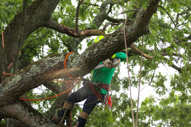 Best Tree Preservation Services  in Floydada, TX