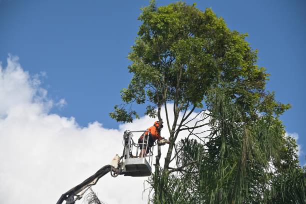 How Our Tree Care Process Works  in  Floydada, TX